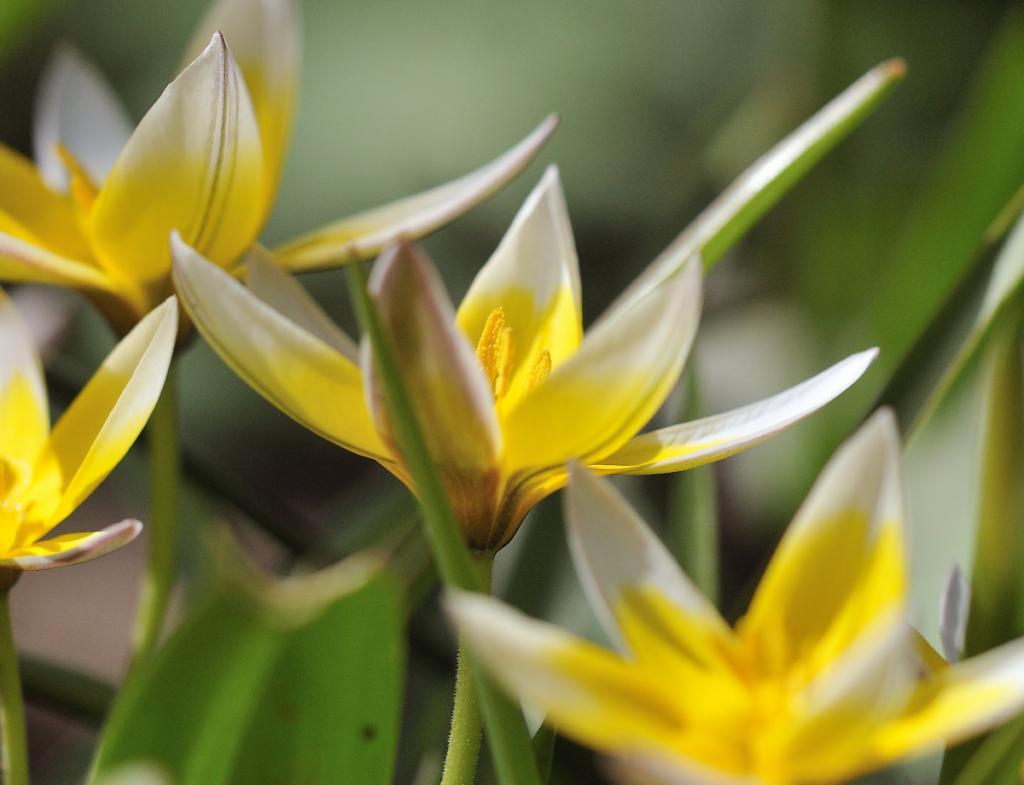 Blume2
