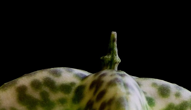 blume2