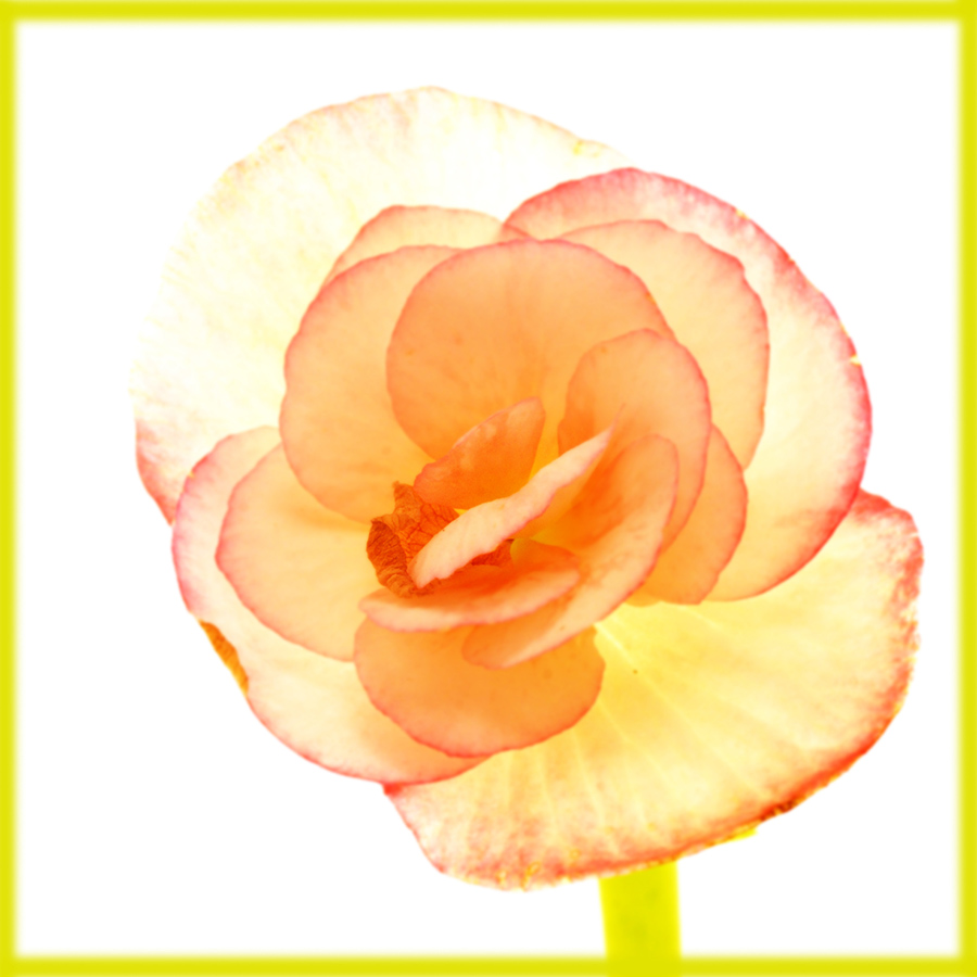 blume2