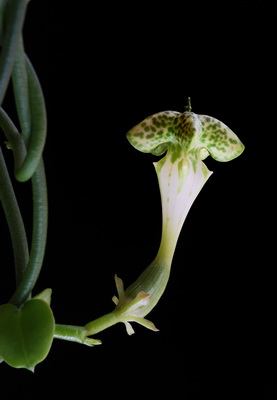 blume3 small