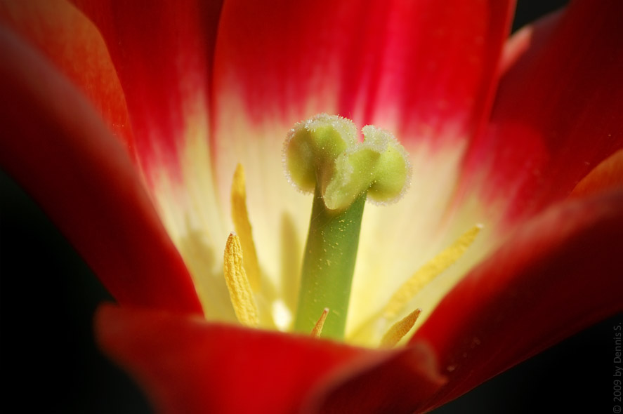 blume4 BY DENNIS S