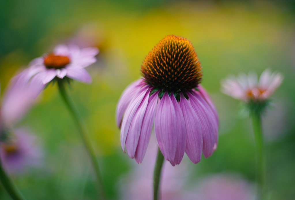 blume50mm1komma3 lzn