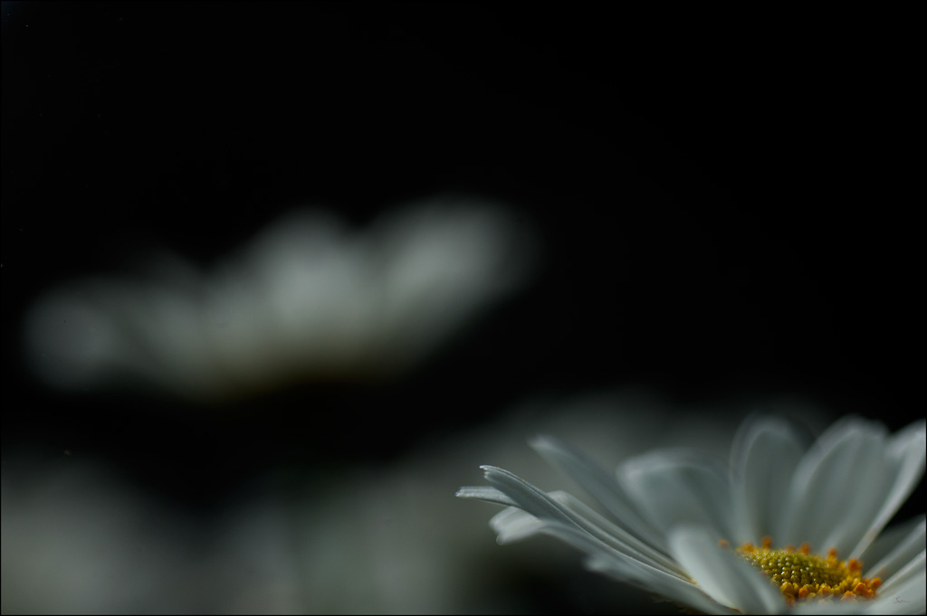 BlumeDSC 0127
