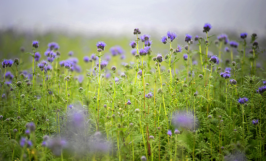Blumen 01