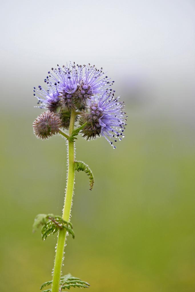 Blumen 02