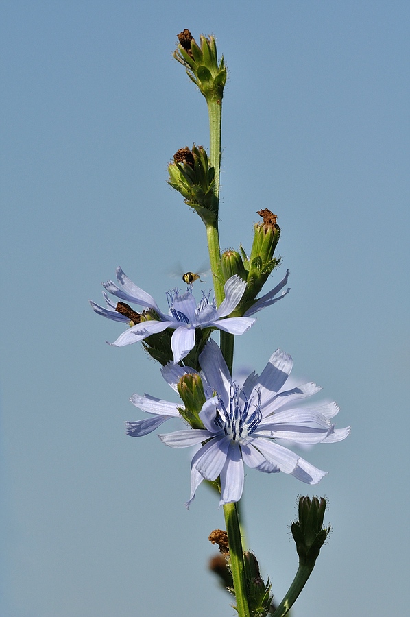 Blumen 03