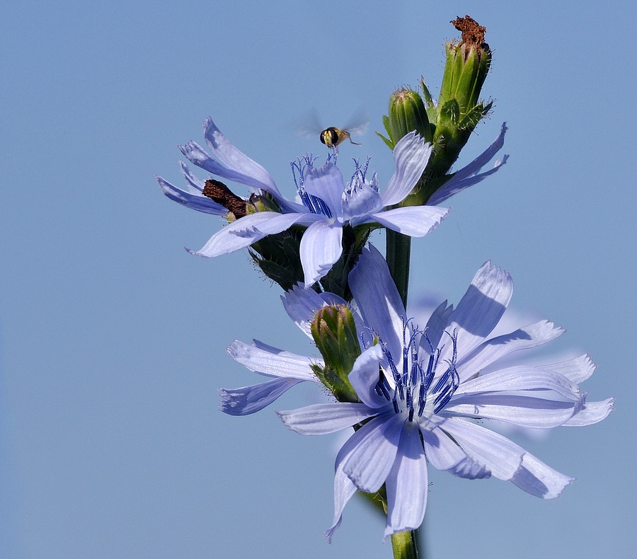 Blumen 05