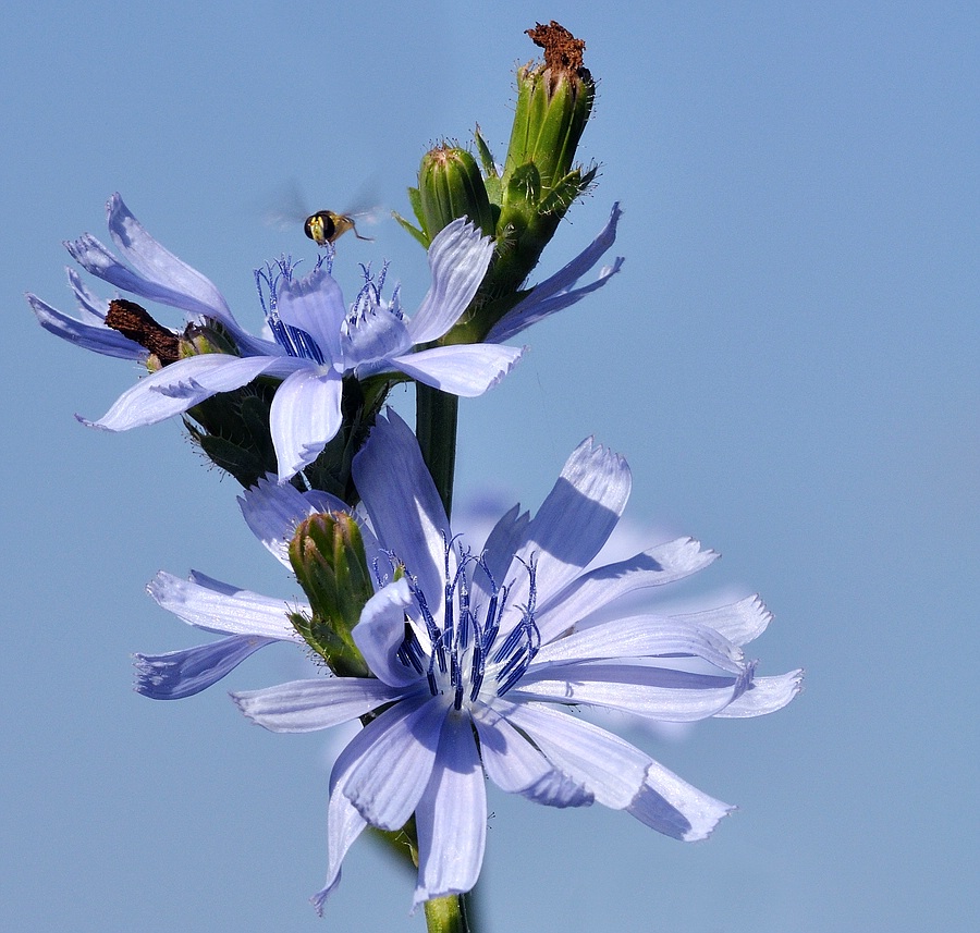 Blumen 06