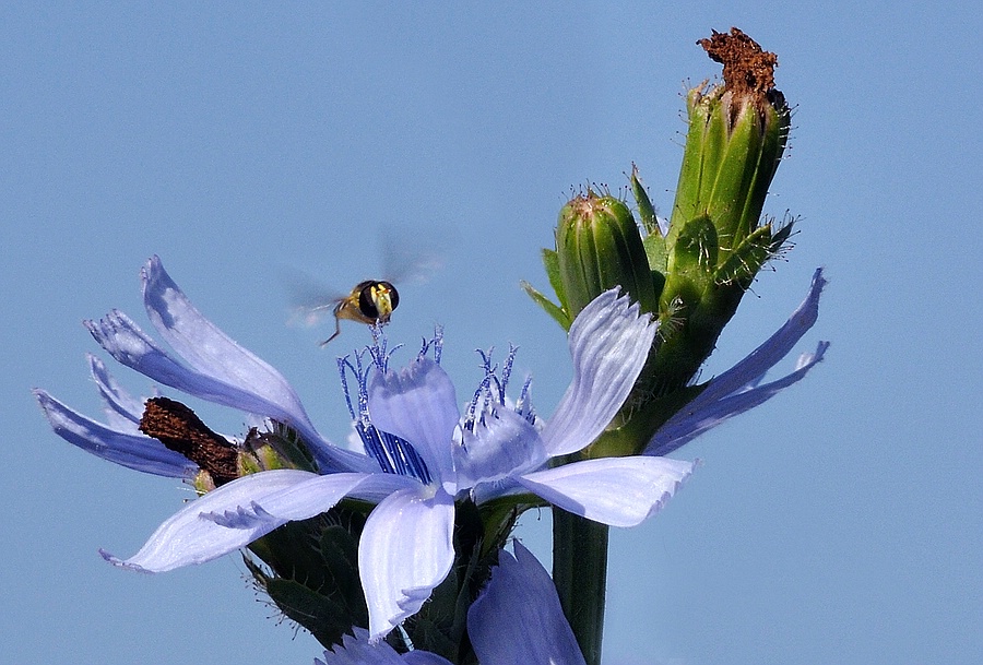 Blumen 08