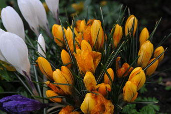 Blumen 1