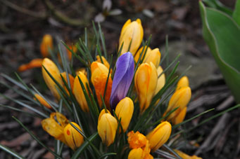 Blumen 2
