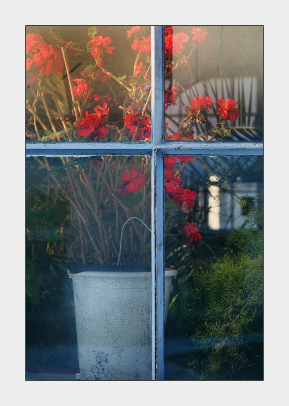 Blumen am Fenster
