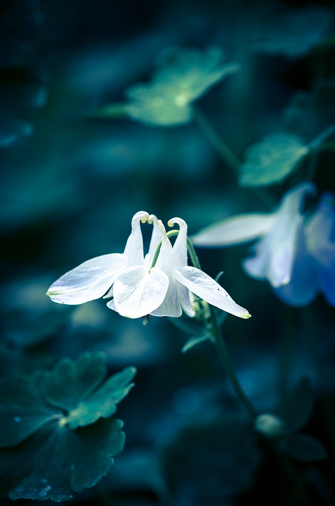 Blumen in Blau DSC 8051