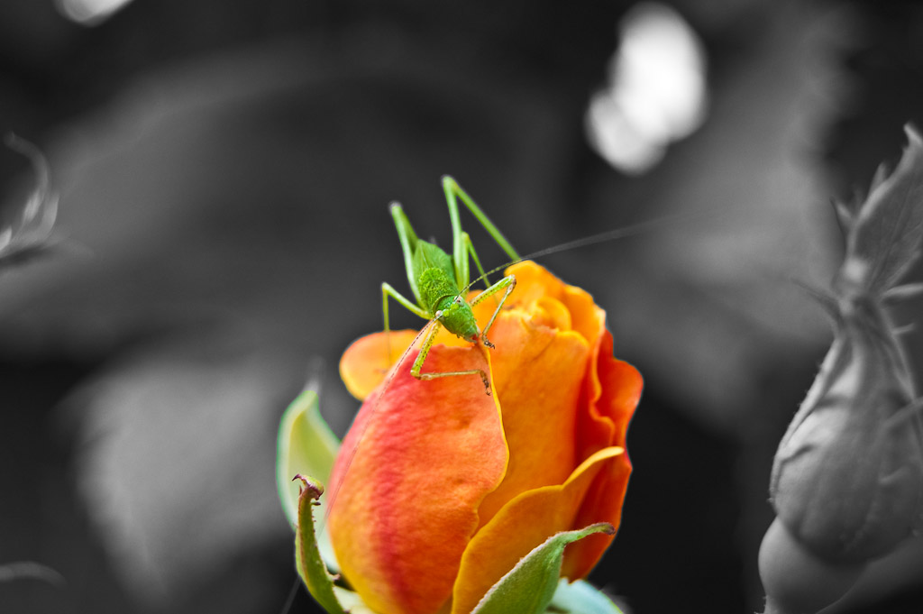 Blumen Makro 10