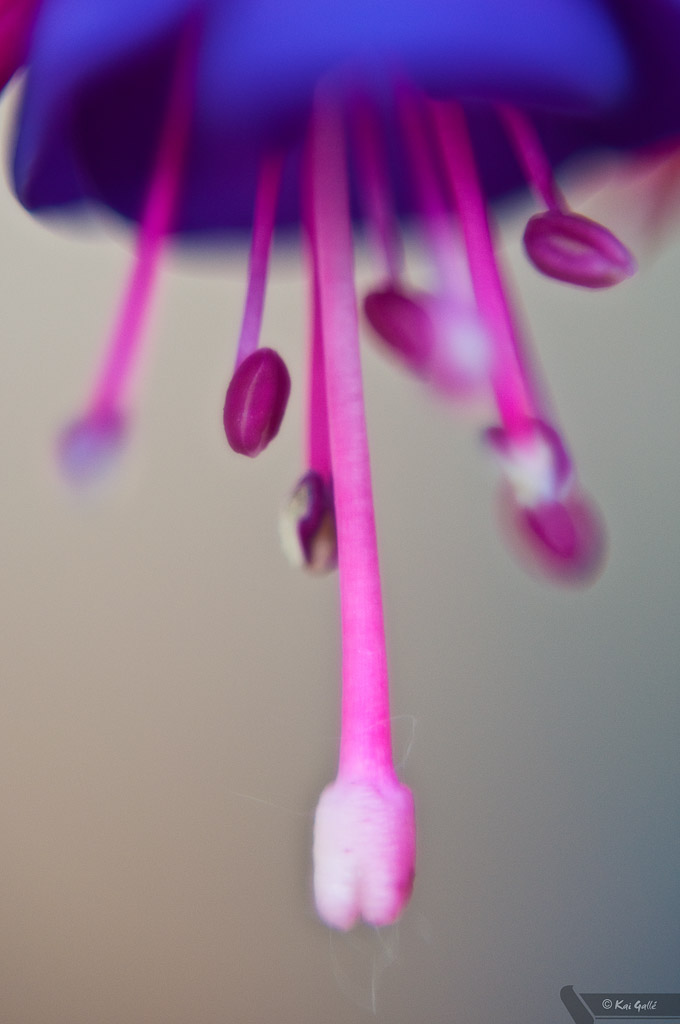 Blumen Makro 12