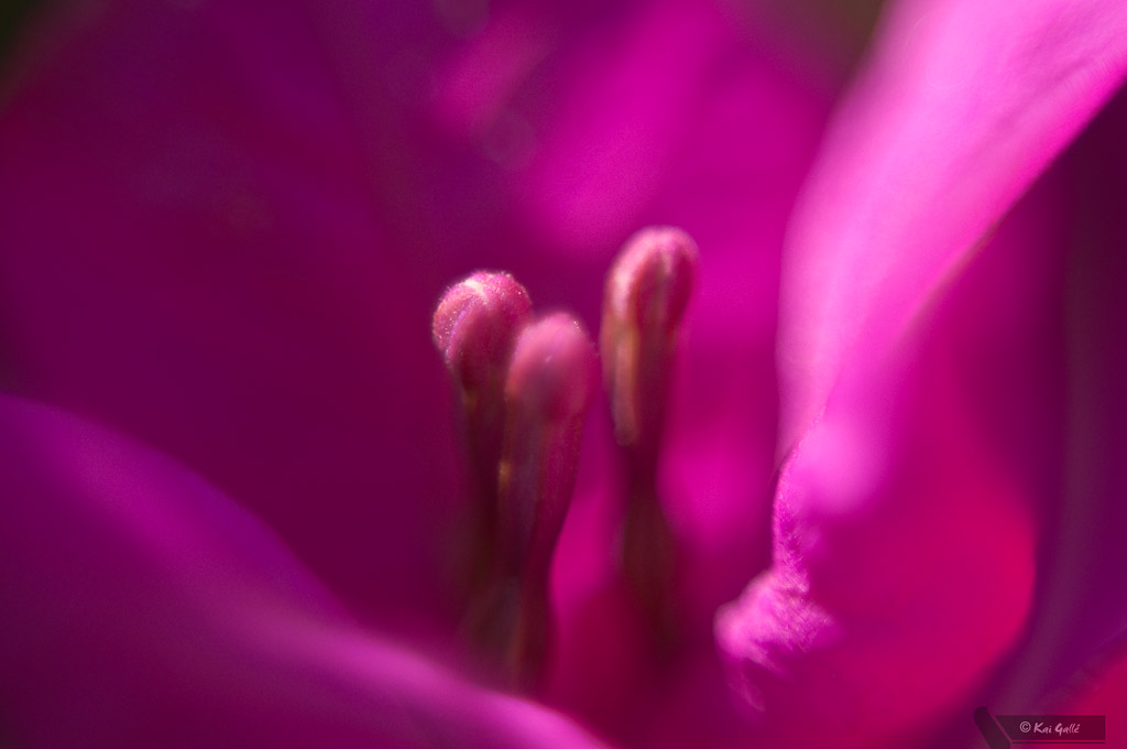 Blumen Makro 13