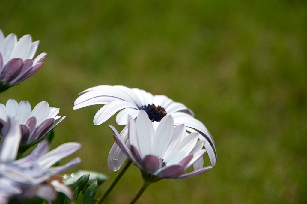 Blumen Makro 14