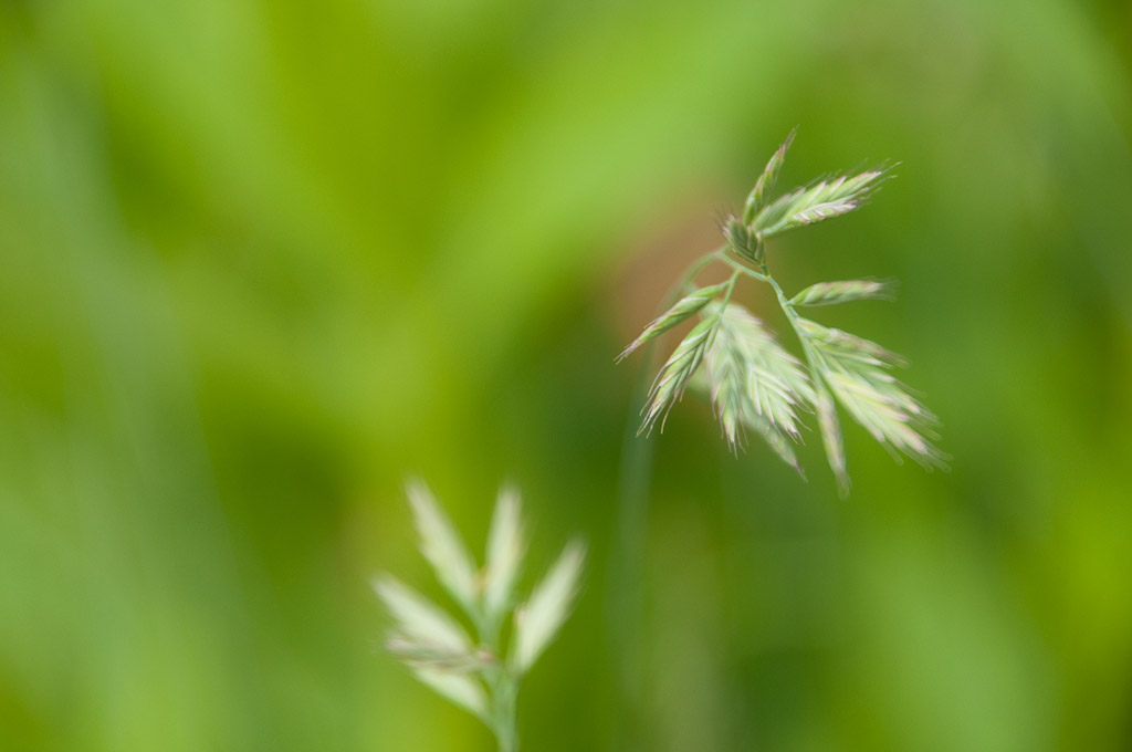 Blumen Makro 15