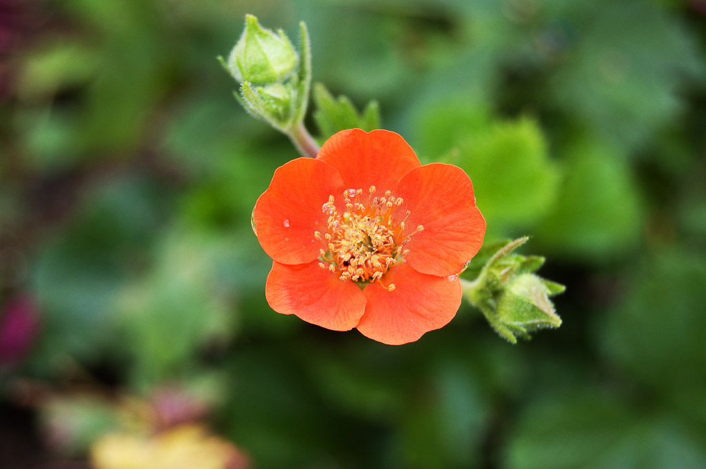 Blumen Makro 3