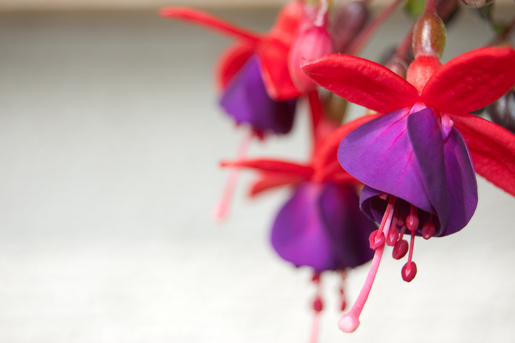 Blumen Makro 5
