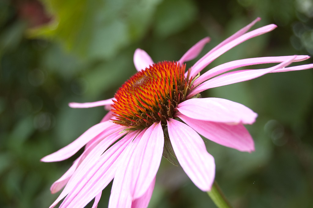 Blumen Makro 6