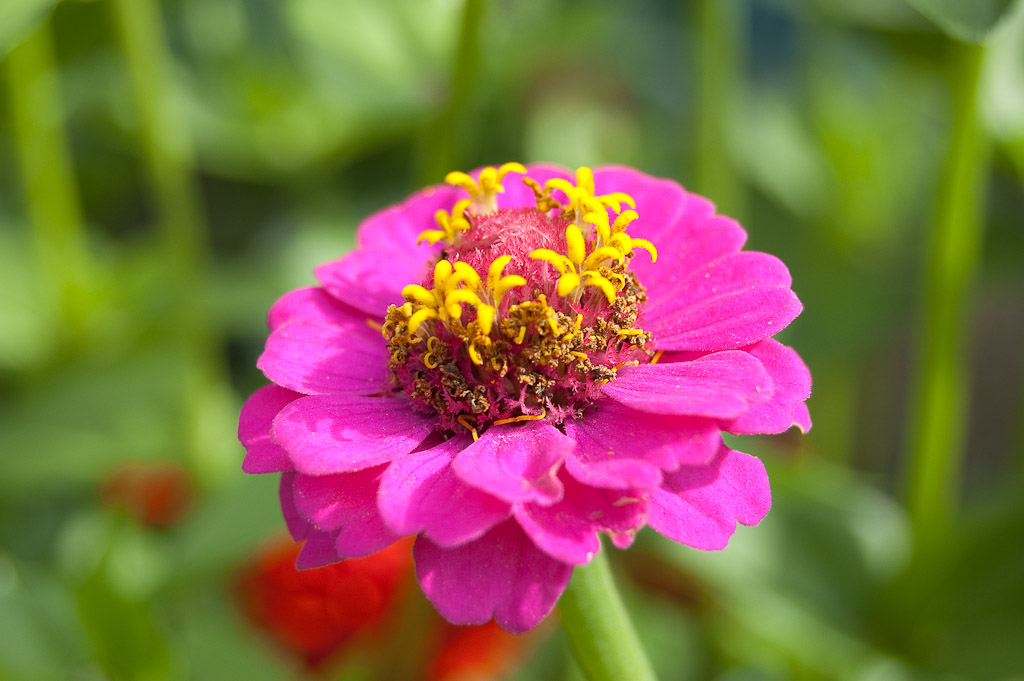 Blumen Makro 7