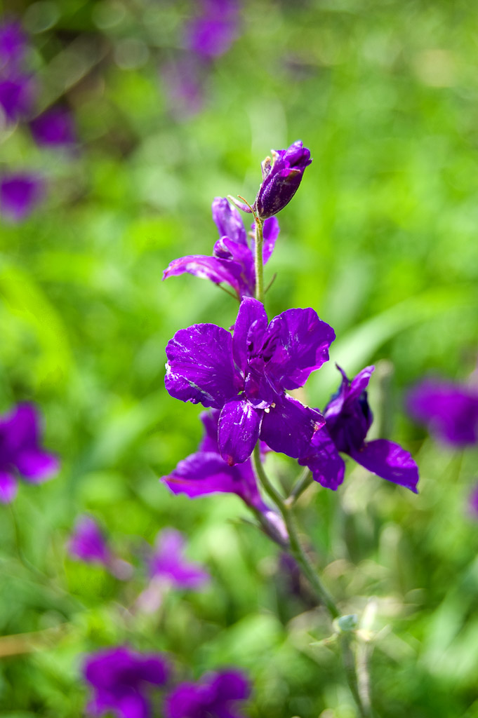 Blumen Makro