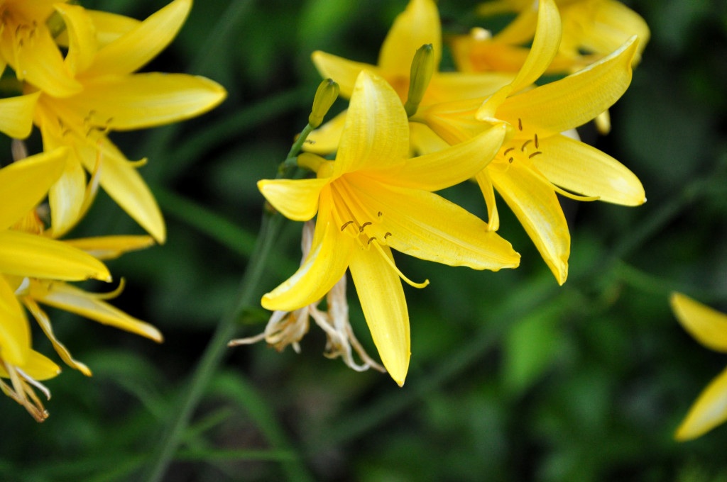 Blumen sind als Bild zeitlos schön.