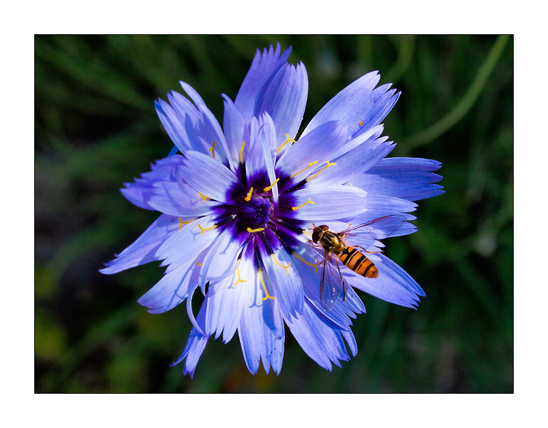 Blumen und Insekt