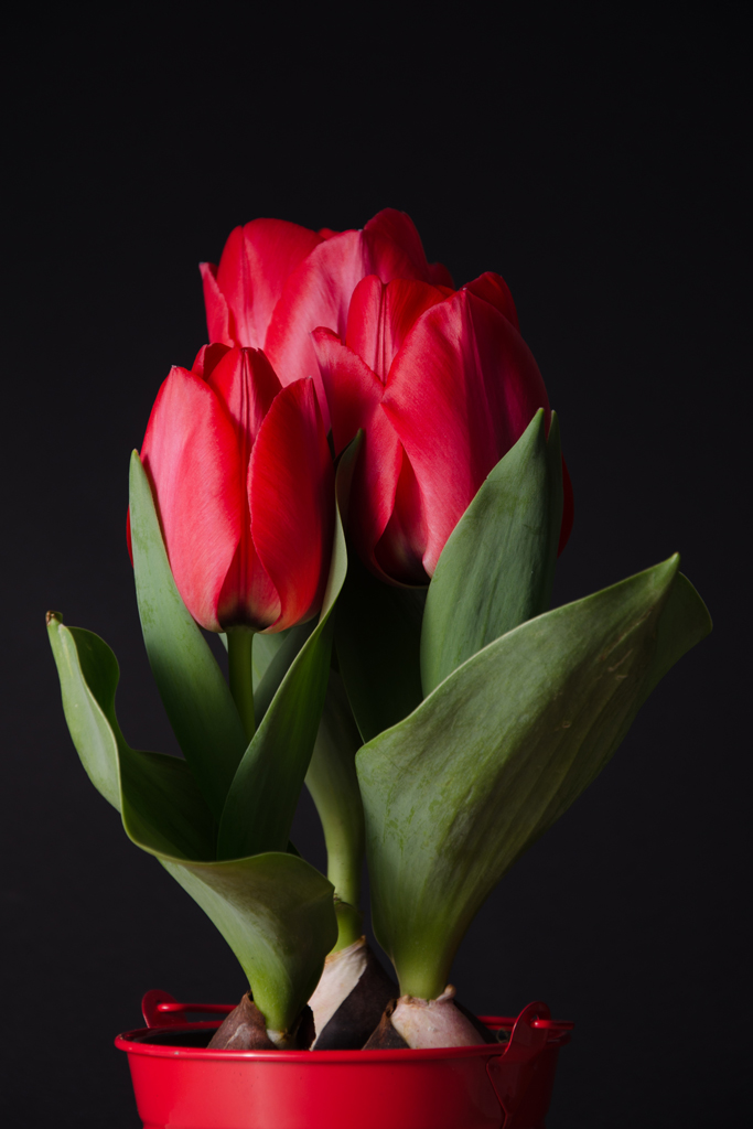 Blumen von Birgit