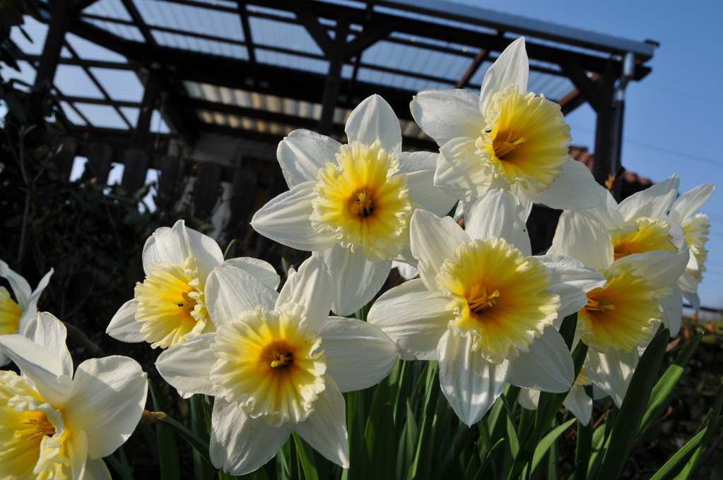 Blumen vor Laube
