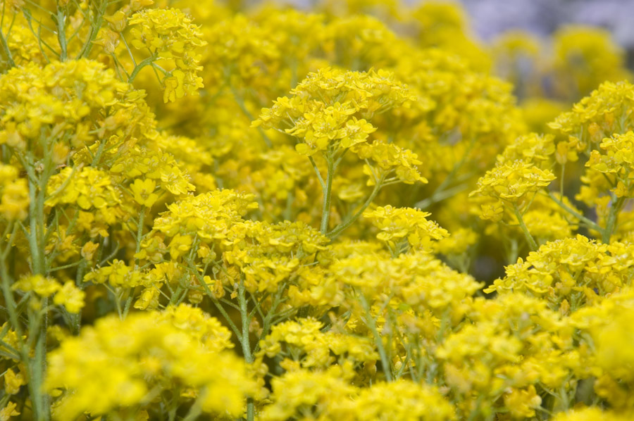 Blumen