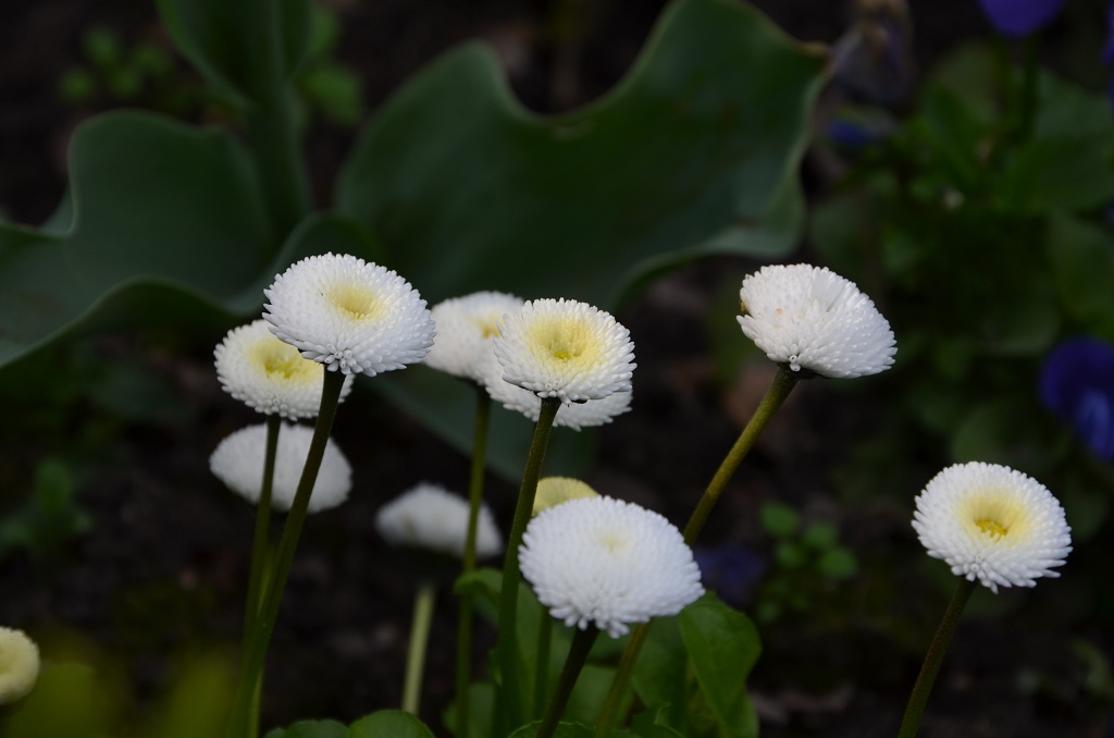 Blumen