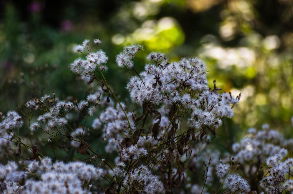 Blumen