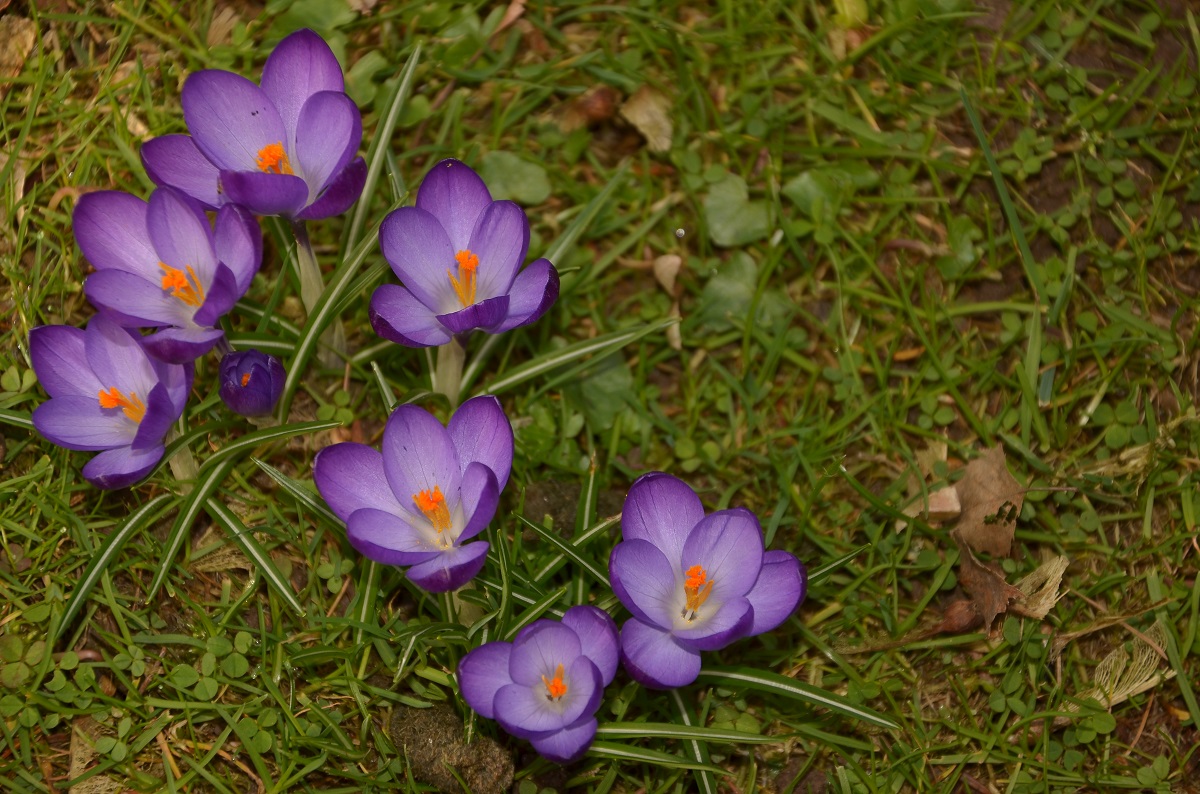 Blumen