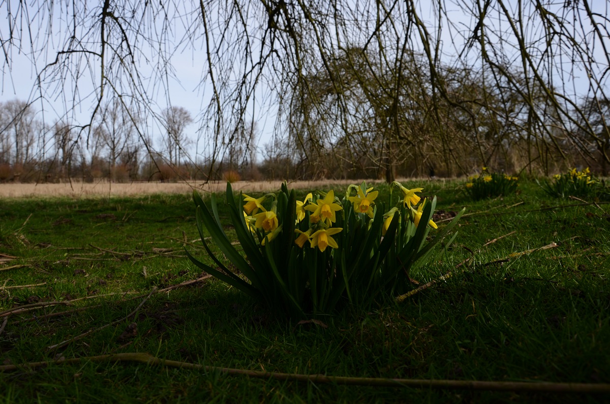 Blumen