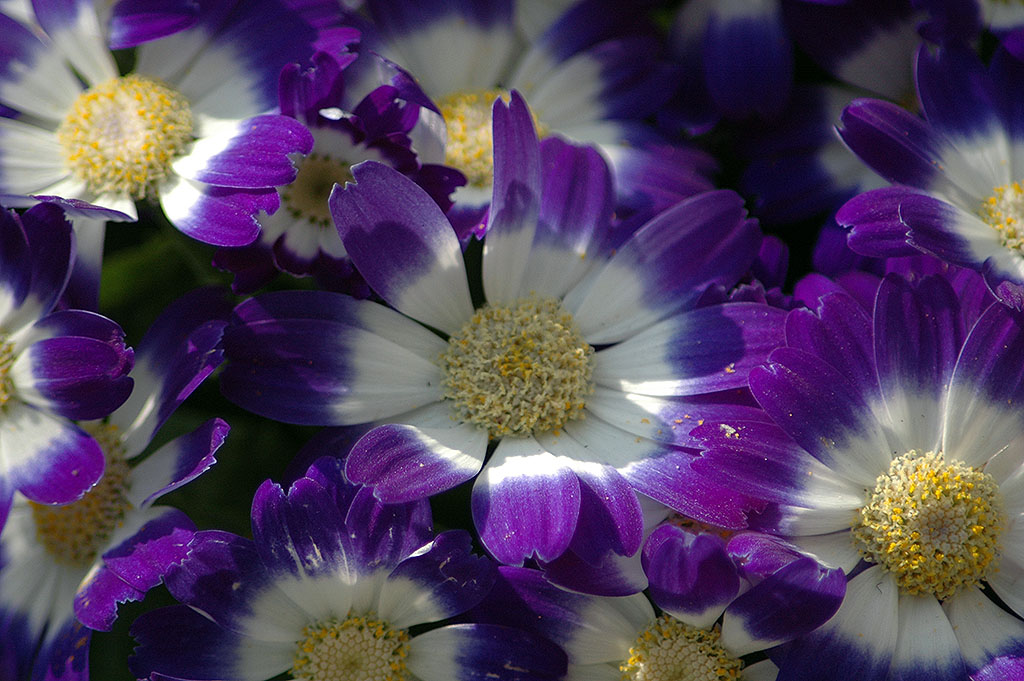 blumen004
