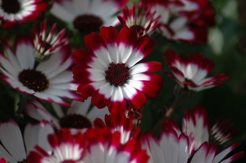 blumen005