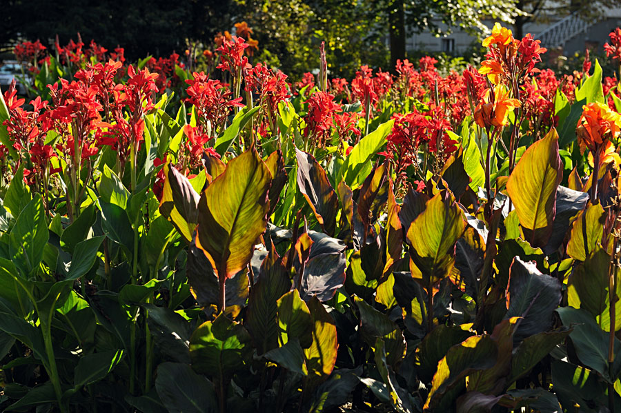 Blumenbeet