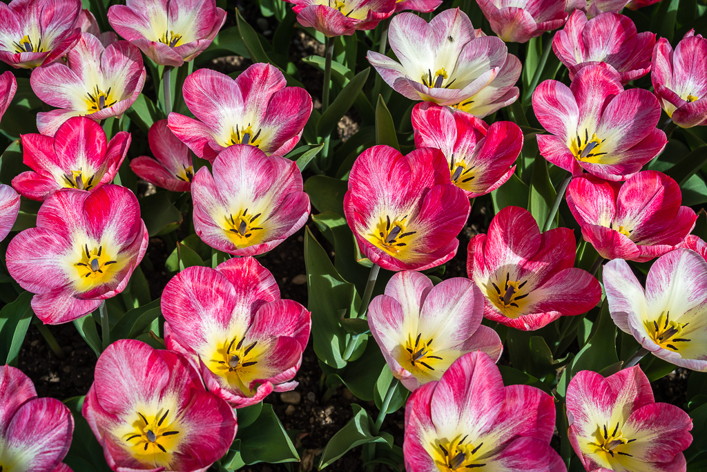 Blumenbeet
