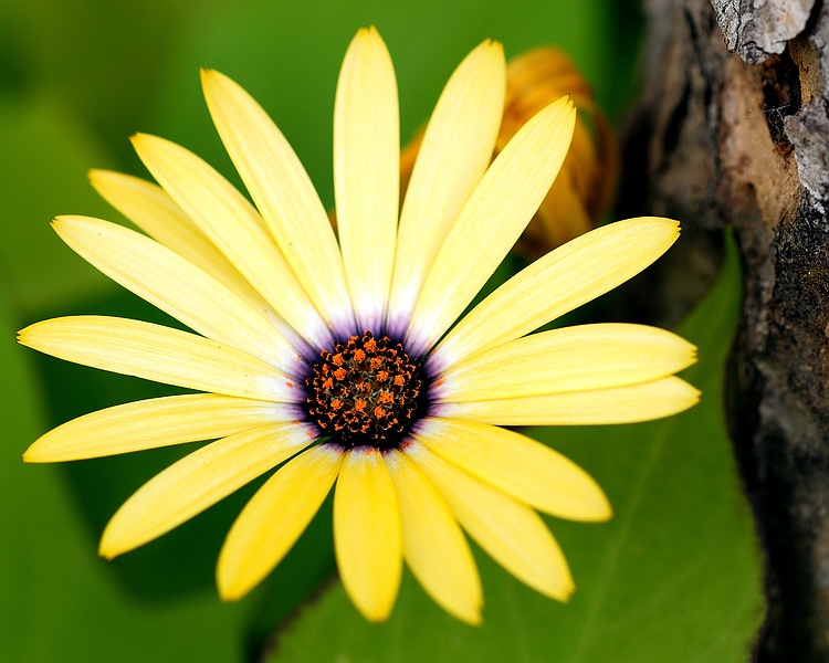 Blumenmacro