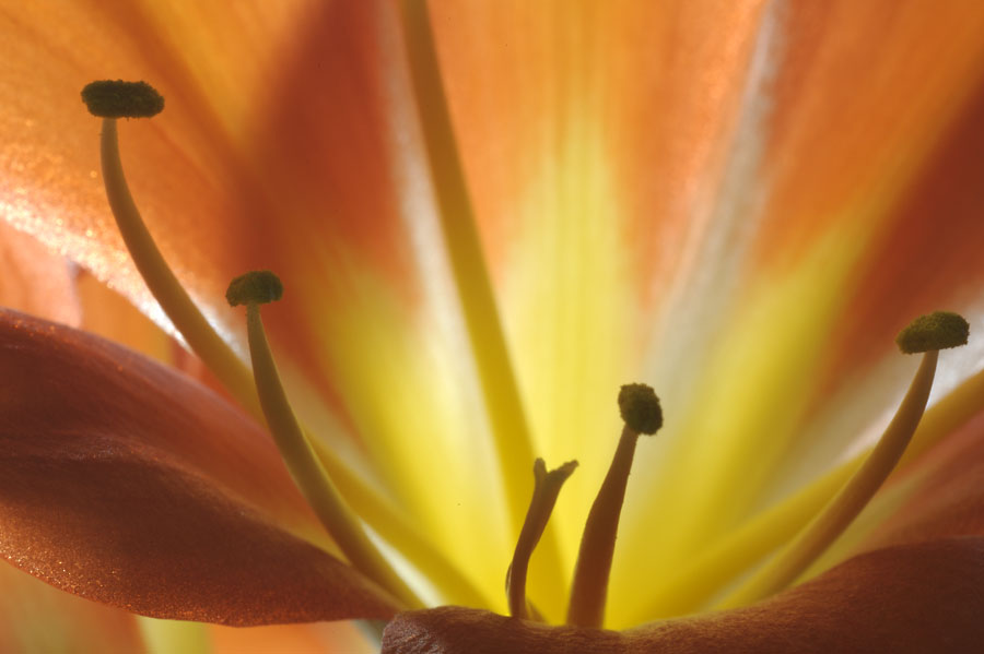 Blumenmakro II