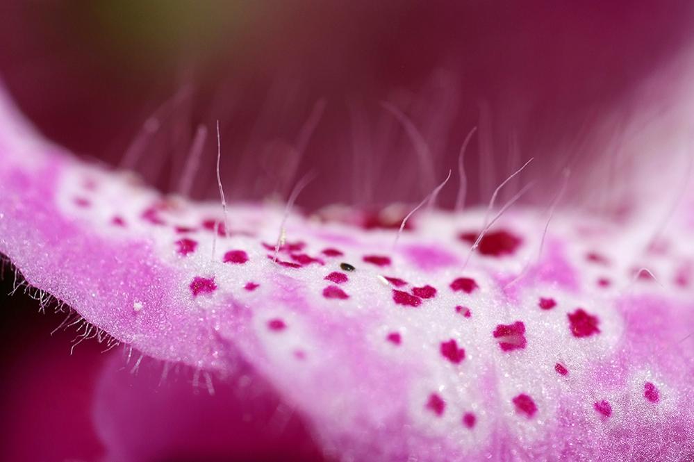 Blumenmakro1