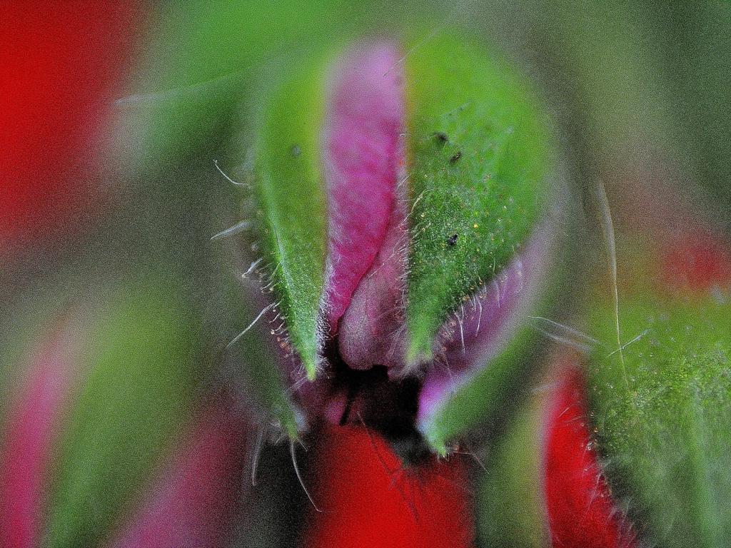 Blumenmakros 01