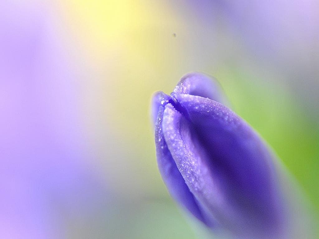 Blumenmakros 02