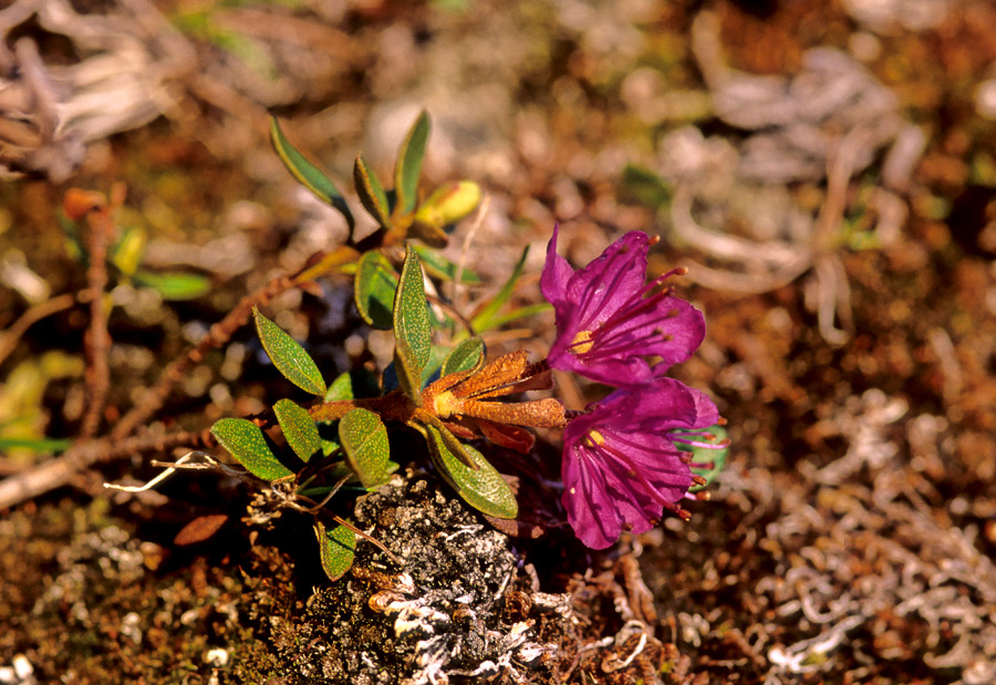 Blumenraten