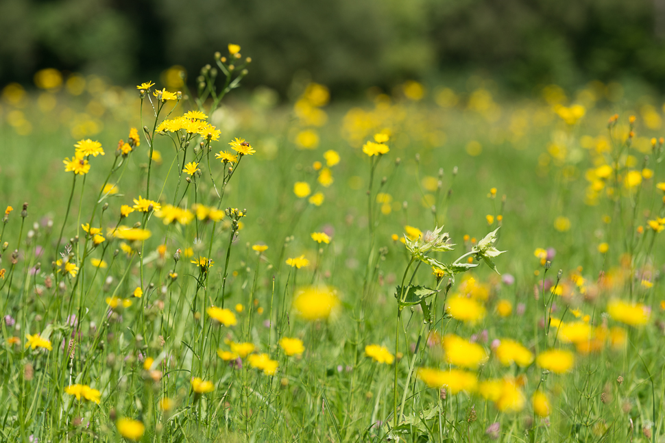 Blumenwiese phe1397 NX 1