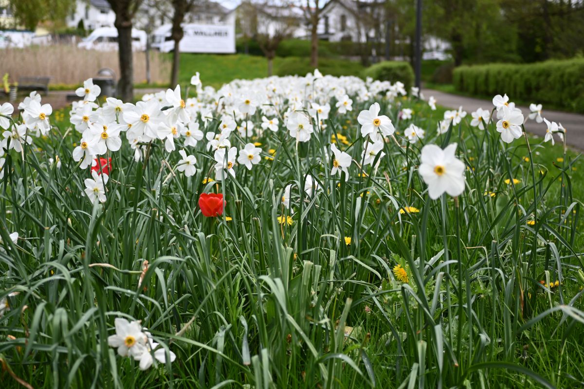 Blumenwiese Z fc 28mm.jpg