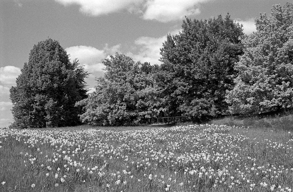 Blumenwiese