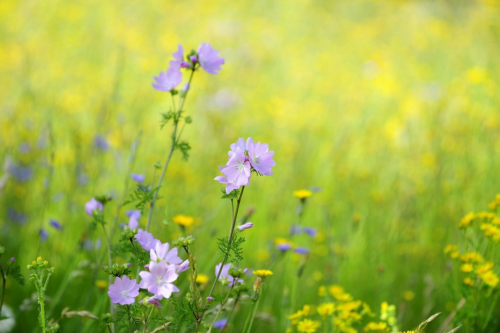 Blumenwiese